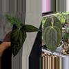 plant/Seed grown anthurium forth Sherman x guna yala starter plant growers choice-0-thumbnail