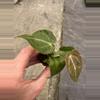 plant/Anthurium crystallinum x forgetii starter plant growers choice-3-thumbnail