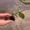 plant/Anthurium queen of hearts starter plant growers choice-5-thumbnail