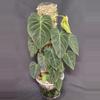 plant/Philodendron Splendid (verrucosum x melanochrysum)-0-thumbnail
