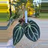 plant/Anthurium Carla #1 x #16 (flowering size)-2-thumbnail