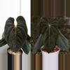 plant/Seed grown anthurium darkest panama (Goliath) x blue papillilaminum starter plan-0-thumbnail