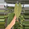 plant/Seed grown anthurium legend x Warocqueanum starter plant growers choice-1-thumbnail
