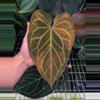 plant/(AOS X Forgetii) x Var blue velvet from Wild Roots-3-thumbnail