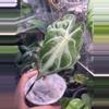 plant/Pink Venom Low Var/Revert-3-thumbnail