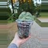 plant/Anthurium Pink Lemonade s1 (Directly from SKG Gardens)-3-thumbnail