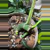 plant/RHAPHIDOPHORA DRAGON TAIL-1-thumbnail