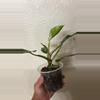 plant/Philodendron White Princess Tricolor-1-thumbnail