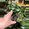 plant/Hoya Mathilde Splash-1-thumbnail