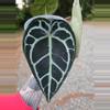 plant/Anthurium Pink Lemonade s1 (Directly from SKG Gardens)-1-thumbnail