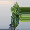plant/Anthurium crystallinum x forgetti-1-thumbnail