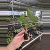 plant/Seed grown anthurium green mamba x Hoffmanii starter plant growers choice-7-thumbnail