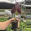 plant/Alocasia watsoniana lightning 4” pot growers choice-6-thumbnail