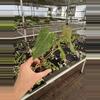 plant/Seed grown anthurium green mamba x Hoffmanii starter plant growers choice-6-thumbnail