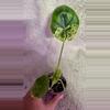 plant/Alocasia dragon scale mint-0-thumbnail
