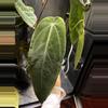 plant/Anthurium Warocqueanum ‘Esmeralda’-0-thumbnail