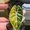 plant/Well rooted off shoot pup tri color pink wattson good size pup-5-thumbnail