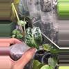 plant/Pink Venom Low Var/Revert-0-thumbnail