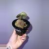 plant/Black Widow x Carla GPH001-1-thumbnail