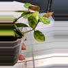 plant/Hoya Lacunosa Amarillo-H-3-thumbnail