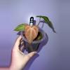 plant/FRESH BOTTOM CUT OF THE PLANT PICTURED CAN BE DONE UPON BUY- Var Red Spider SELF-0-thumbnail