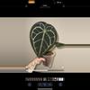plant/BOTTOM CUT SKG Grey x BWM-1-thumbnail