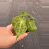 plant/Anthurium sulanjana “king of clarinervium” starter plant growers choice-2-thumbnail