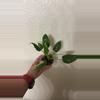 plant/Philodendron White Princess Tricolor-0-thumbnail