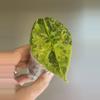 plant/257 Alocasia Sinuata variegated-0-thumbnail