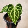 plant/Anthurium sulanjana “king of clarinervium” starter plant growers choice-0-thumbnail