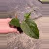 plant/Anthurium queen of hearts starter plant growers choice-2-thumbnail