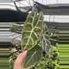 plant/Alocasia watsoniana lightning 4” pot growers choice-3-thumbnail