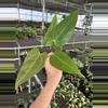 plant/Seed grown anthurium portillae x Warocqueanum starter plant growers choice-2-thumbnail