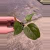 plant/Anthurium queen of hearts starter plant growers choice-3-thumbnail