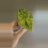 plant/257 Alocasia Sinuata variegated-1-thumbnail