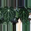 plant/Anthurium crystallinum x forgetii starter plant growers choice-0-thumbnail