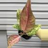 plant/Aglaonema bidadari-0-thumbnail