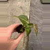 plant/Anthurium crystallinum x forgetii starter plant growers choice-4-thumbnail