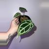 plant/Selbys Silver x Silver Forgetii-0-thumbnail