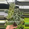 plant/Alocasia watsoniana lightning 4” pot growers choice-0-thumbnail