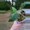 plant/Blister Variegated Anthurium Forgetii-0-thumbnail