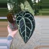 plant/Anthurium Tim's Black s1-3-thumbnail