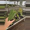 plant/Seed grown anthurium green mamba x Hoffmanii starter plant growers choice-5-thumbnail