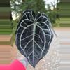 plant/Anthurium Tim's Black s1-0-thumbnail
