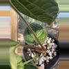 plant/XL LARGE Anthurium Luxurians-3-thumbnail