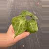 plant/Anthurium sulanjana “king of clarinervium” starter plant growers choice-1-thumbnail