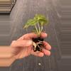 plant/Anthurium sulanjana “king of clarinervium” starter plant growers choice-7-thumbnail