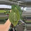 plant/Seed grown anthurium darkest panama (Goliath) x blue papillilaminum starter plan-4-thumbnail