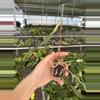 plant/Seed grown anthurium legend x Warocqueanum starter plant growers choice-5-thumbnail