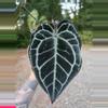 plant/Anthurium Tim's Black s1-1-thumbnail
